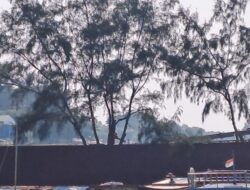 Warga Pulau Pari Protes Penebangan Pohon Cemara Laut Tanpa Koordinasi
