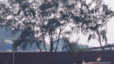 Warga Pulau Pari Protes Penebangan Pohon Cemara Laut Tanpa Koordinasi