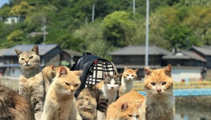 Serba Serbi Wisata Pulau Kucing, Obsesi yang Belum Pasti!