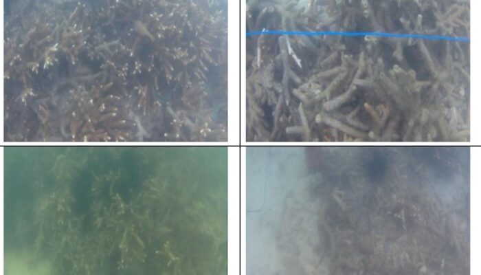 Terumbu Karang Pulau Lancang Rusak, Ketua DPL-BM: “Pelaksana Harus Lebih Peduli”