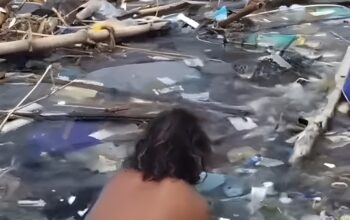 Tragedi di Laut Jakarta: Penyu Terkapar, Lumba-Lumba Terancam, Nelayan Menjerit